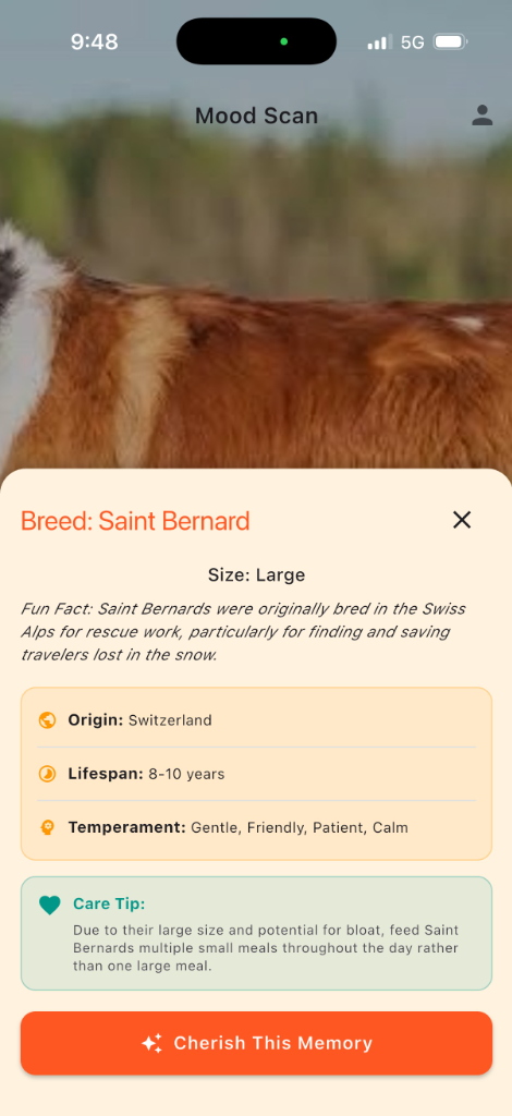 Saint Bernard Breed Detect