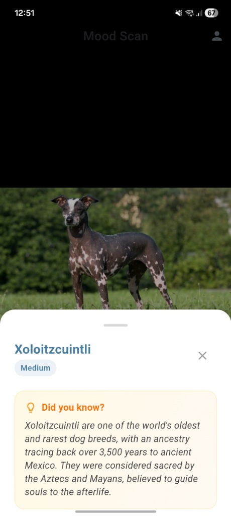Xoloitzcuintli Breed Detect